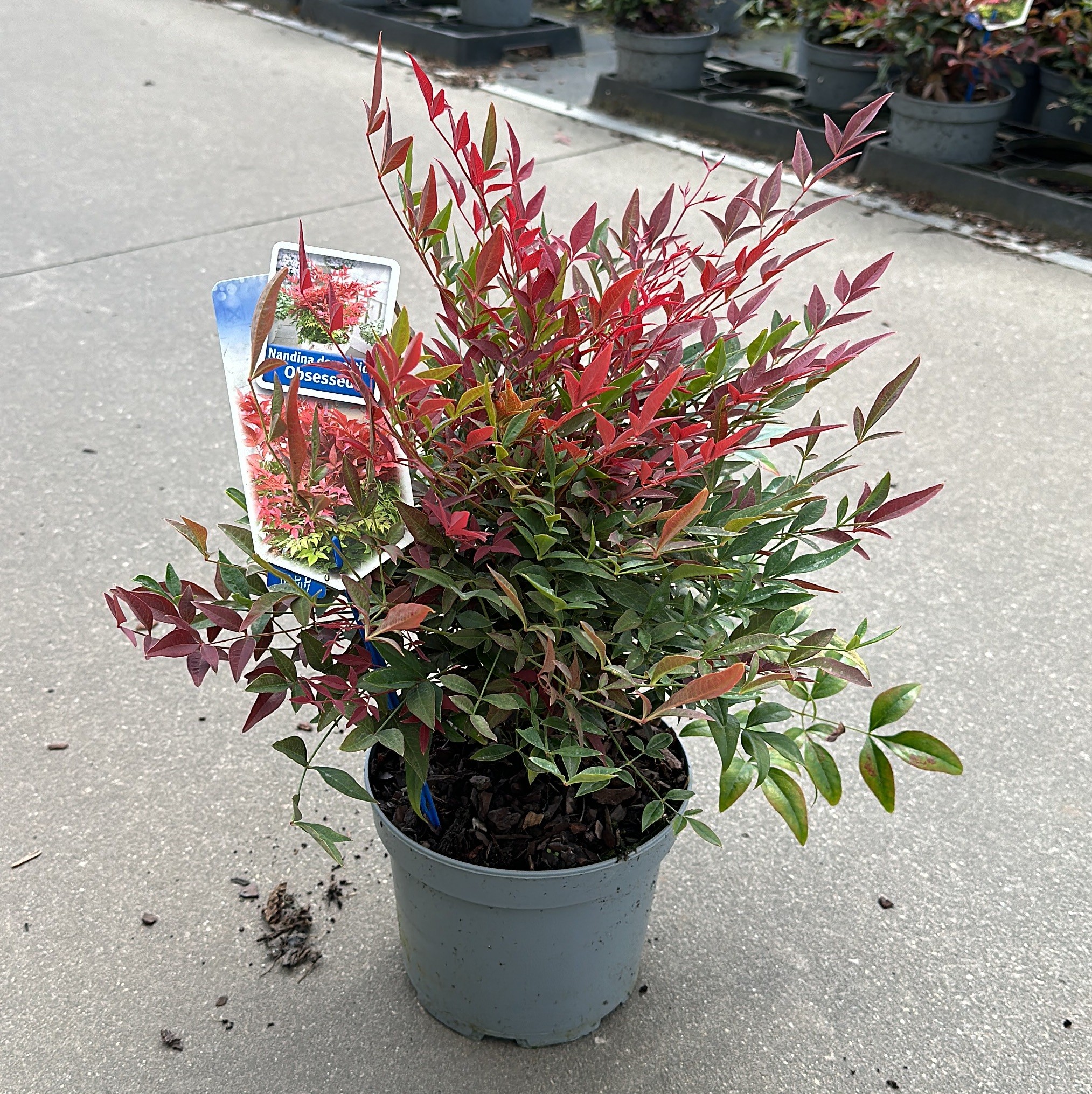 Picture of Nandina domestica Obsessed ('Seika'PBR) P17 (2 Ltr)