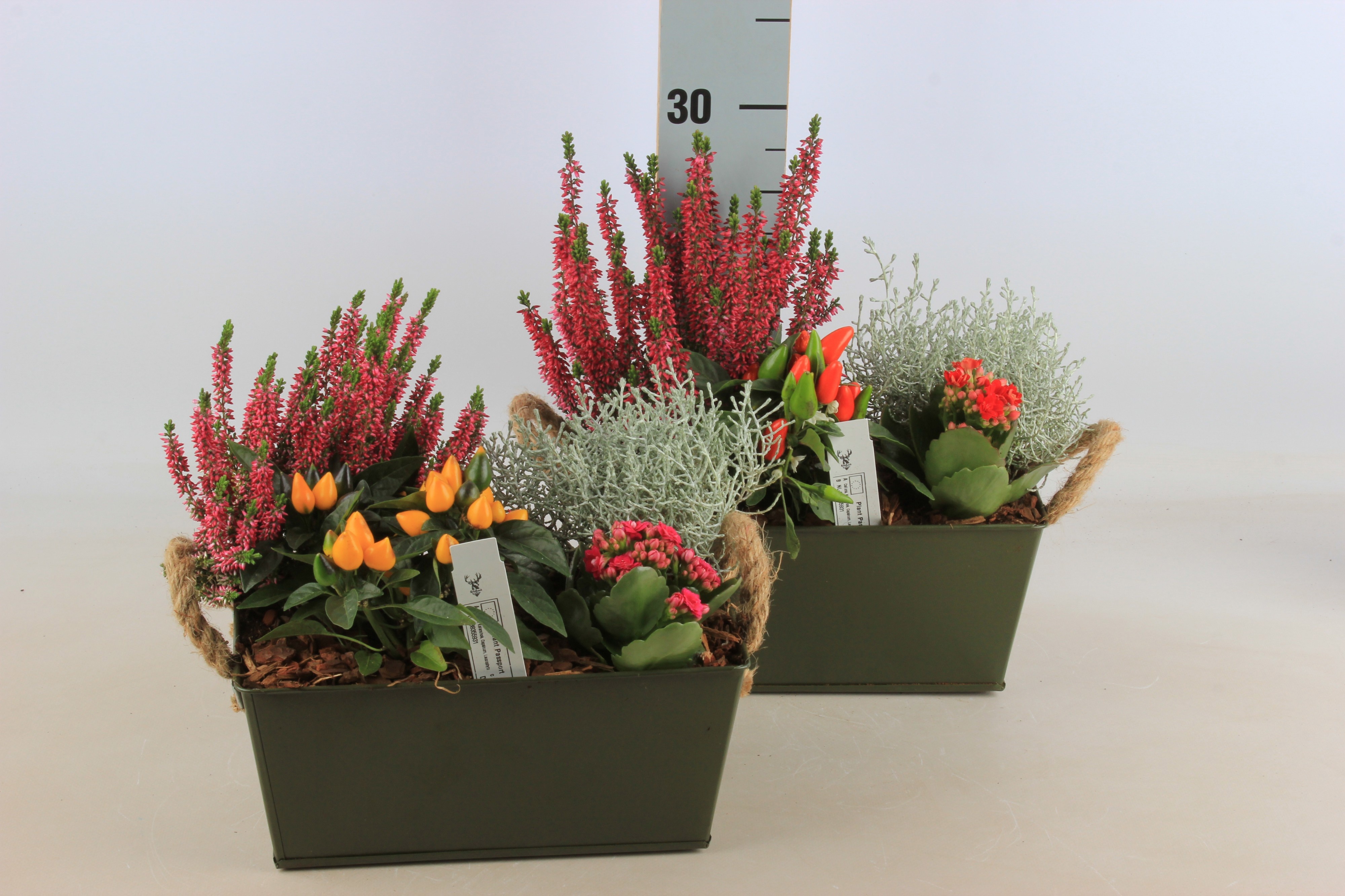 Arr Tuinplanten 25P 20cm 12bloei