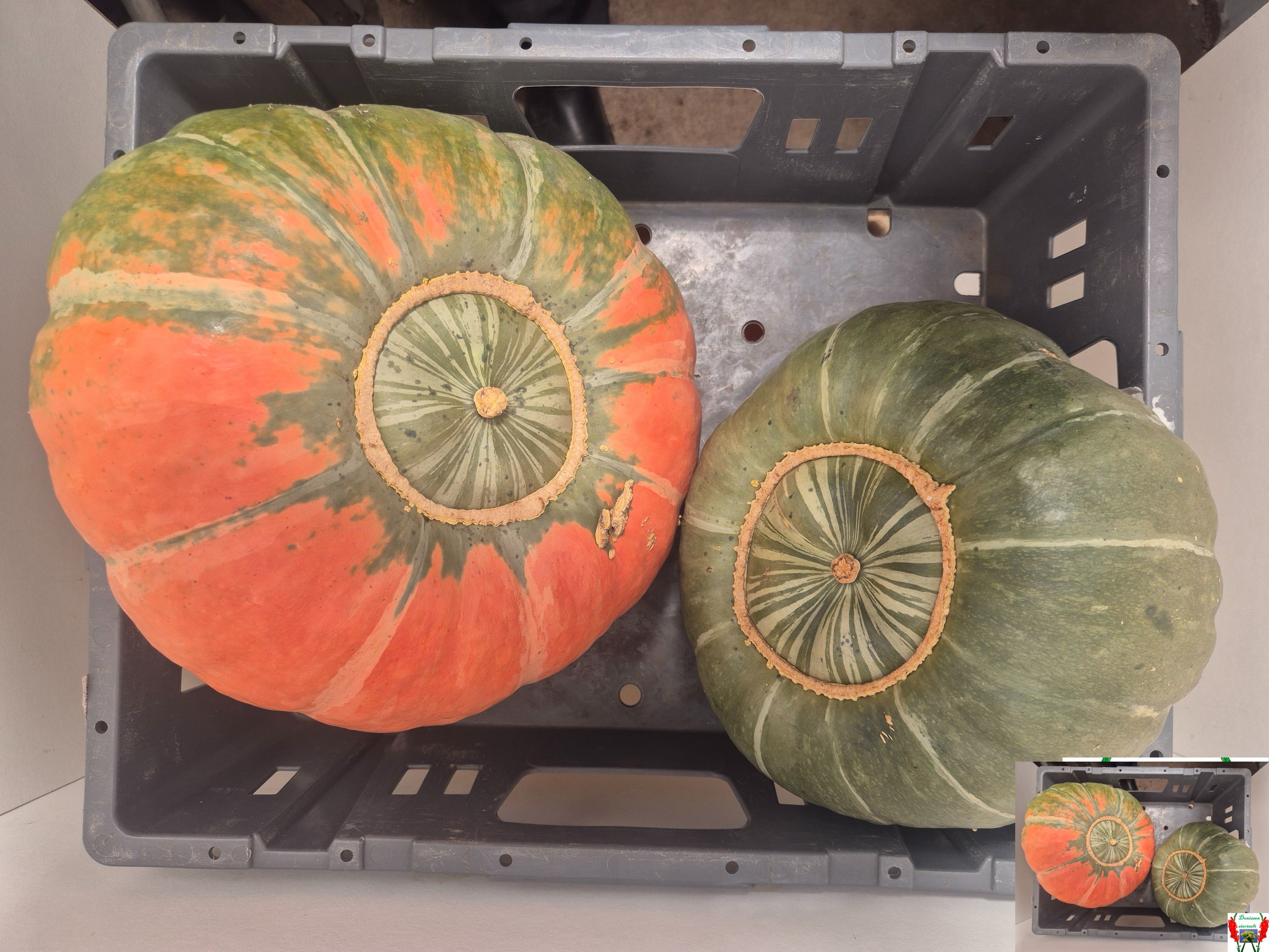 Cucurbita