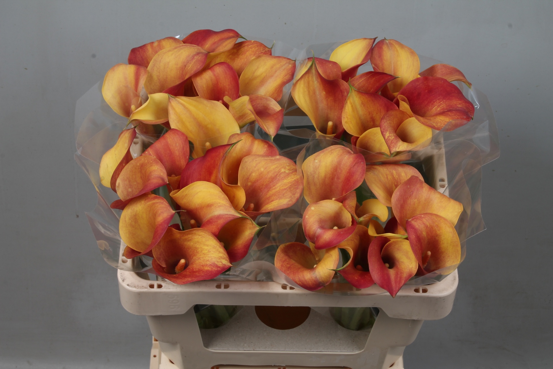 Calla Capt Trinity 50cm
