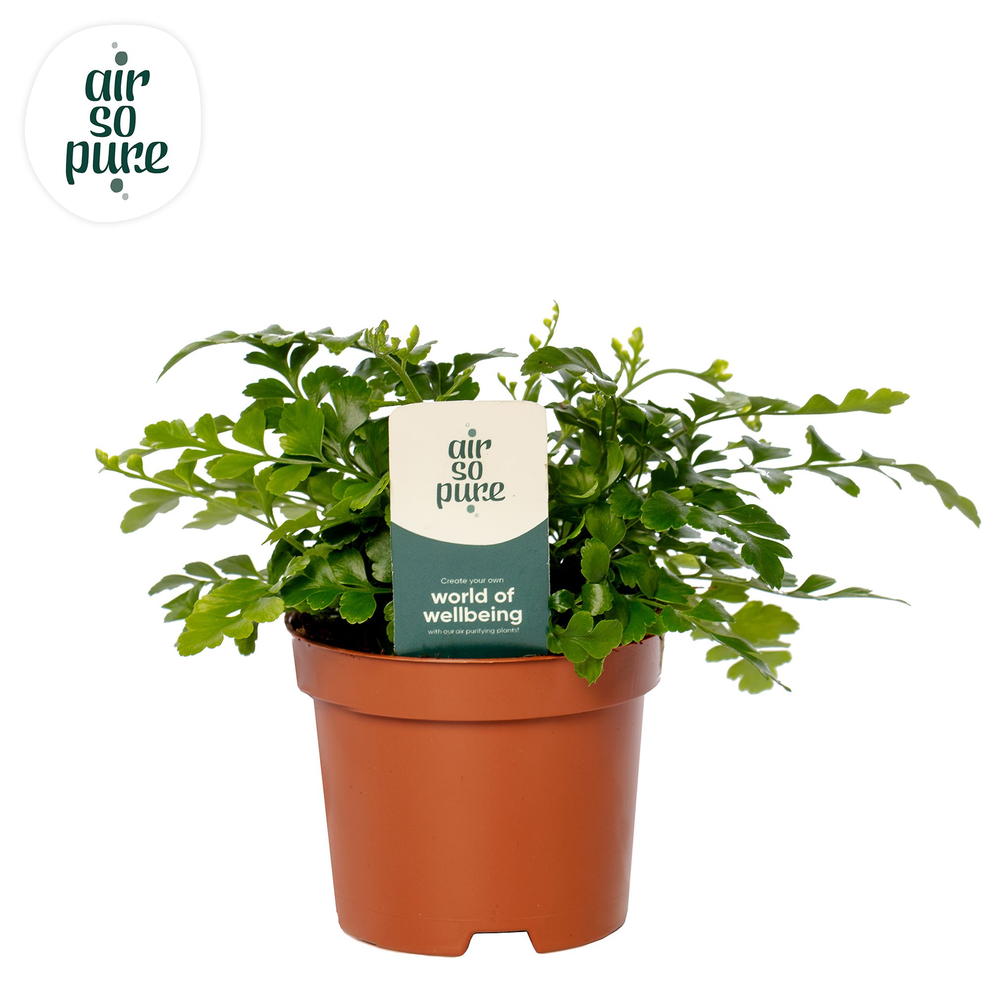 Asplenium parvati - Air So Pure