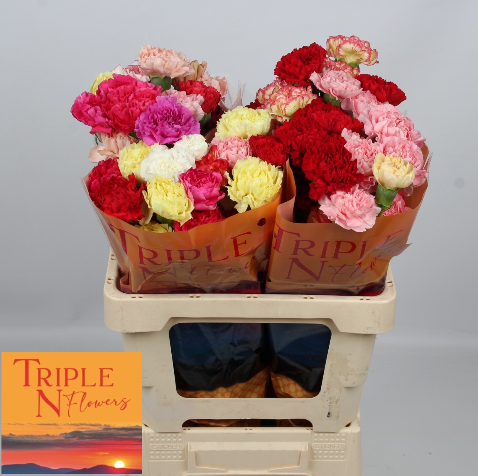 Dianthus St Mixed In Bunch 45cm