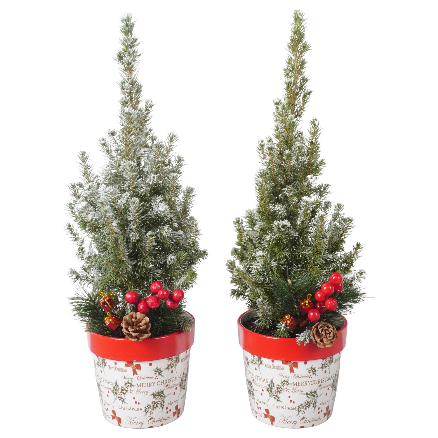 Picture of PTK24443 PIcea Conica Perfecta with snown ceramic pot decoration P13 45cm