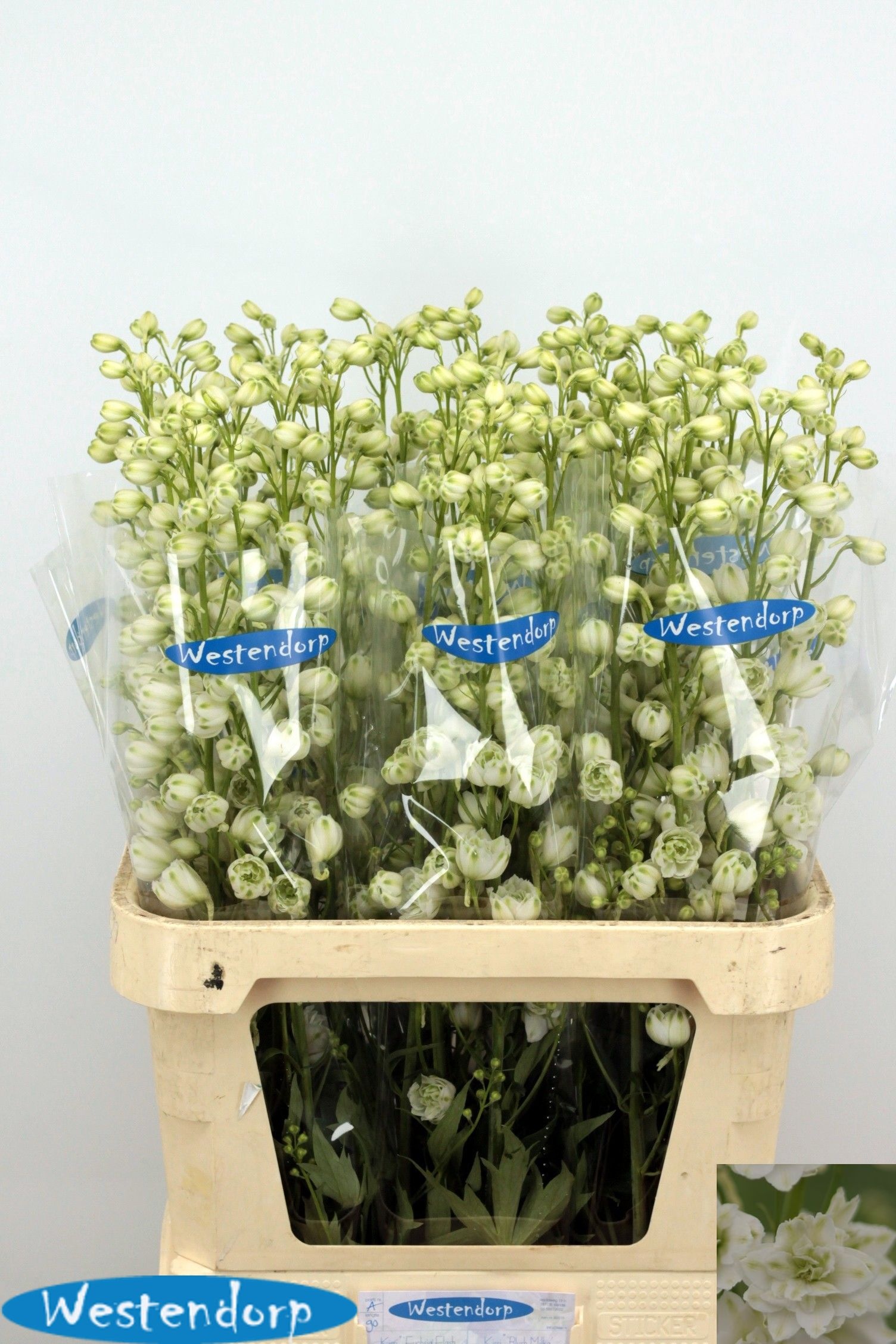 Delph Du Kii Whi Ker 90cm