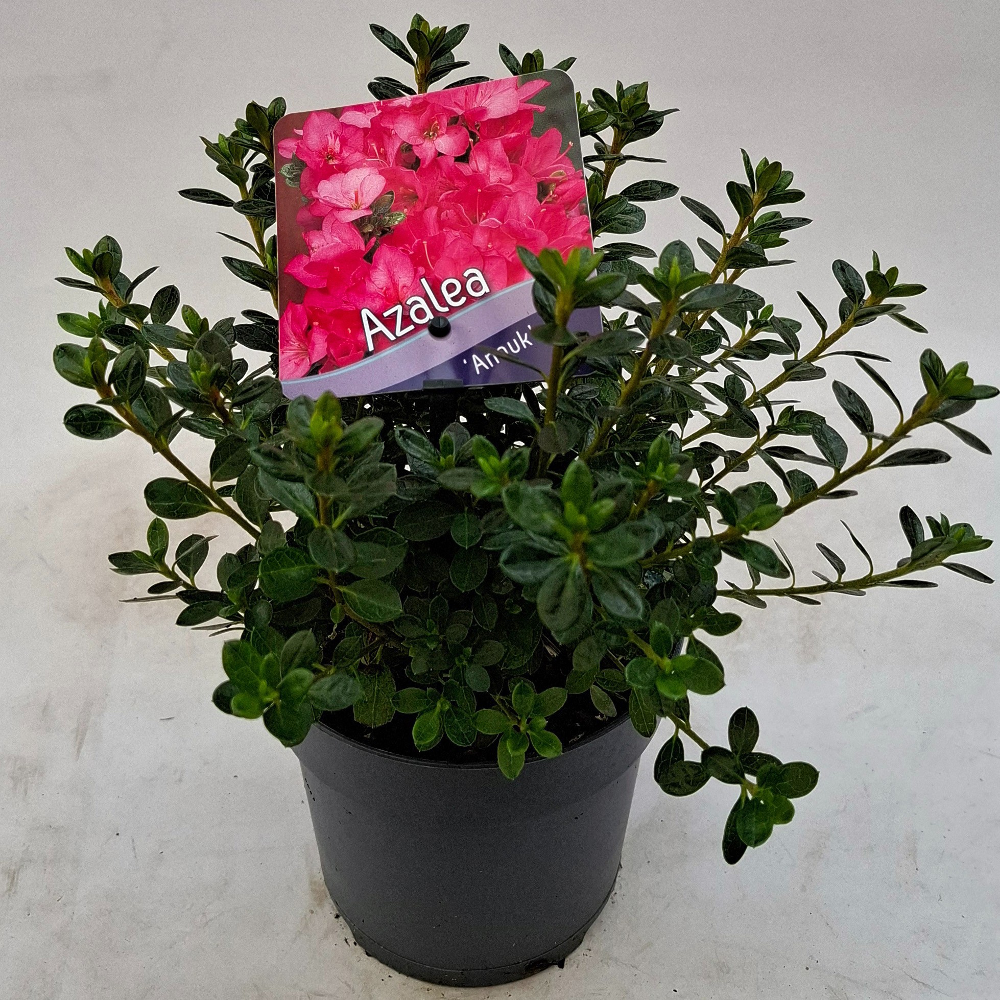Picture of Rhododendron (AJ) 'Anouk'