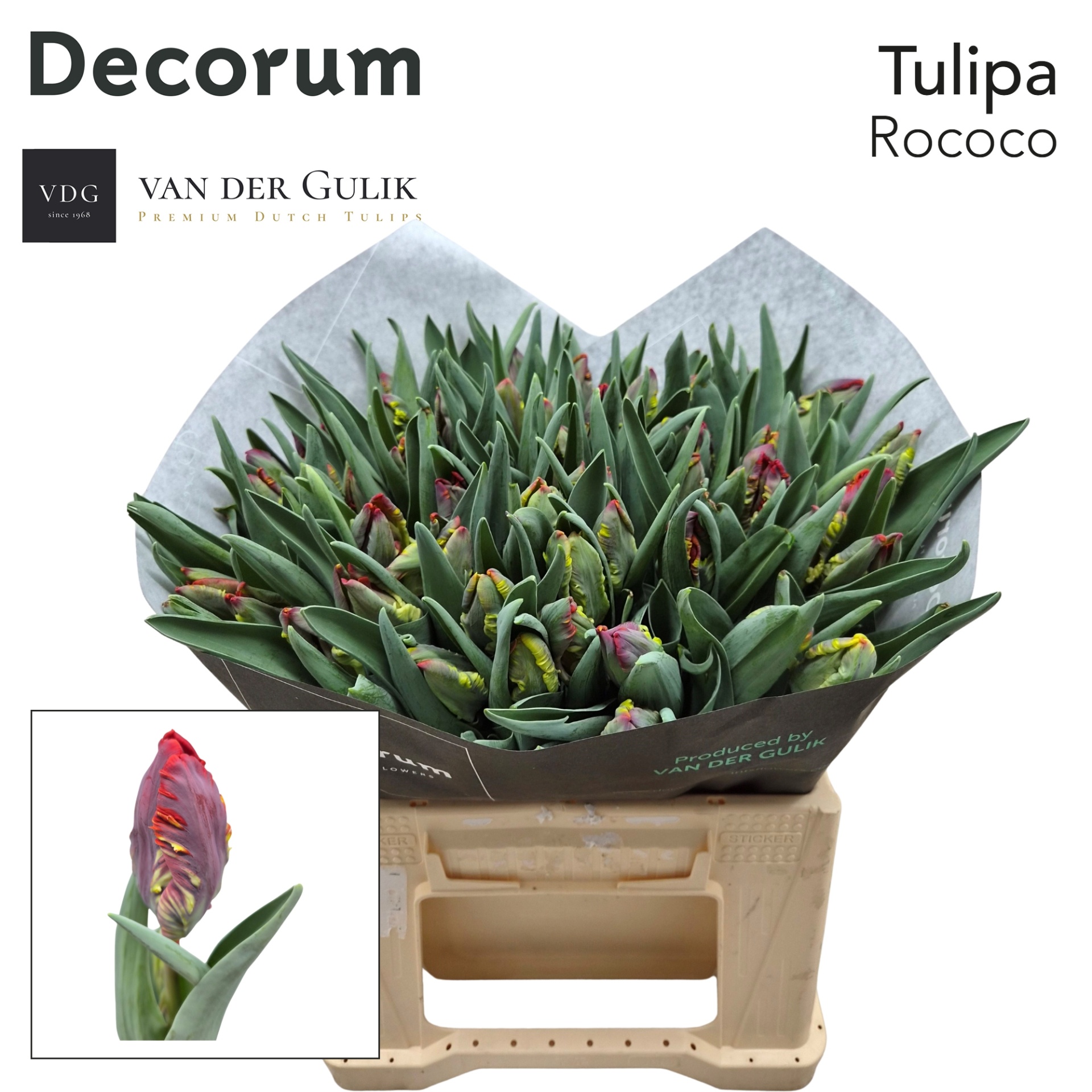 Tulipa Parrot Rococo 37cm 38gram