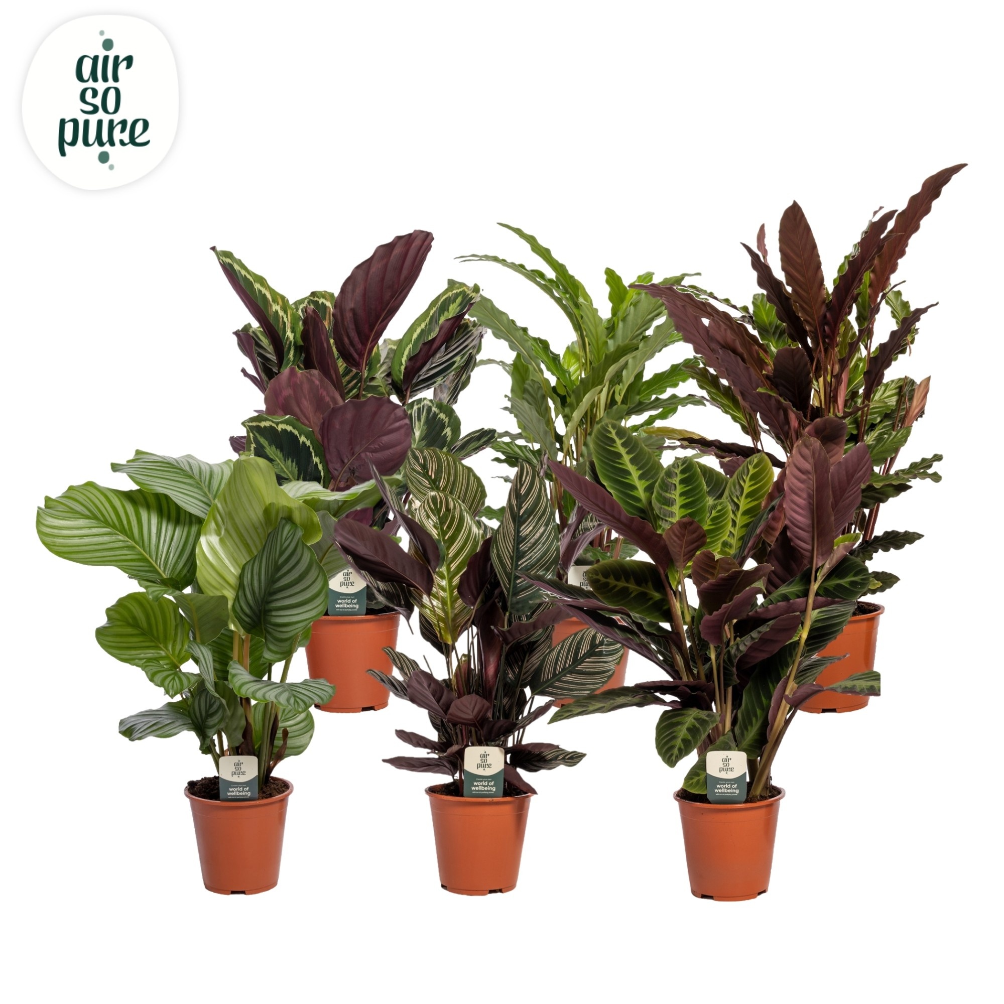 Calathea mixed Air so pure | OZ Planten