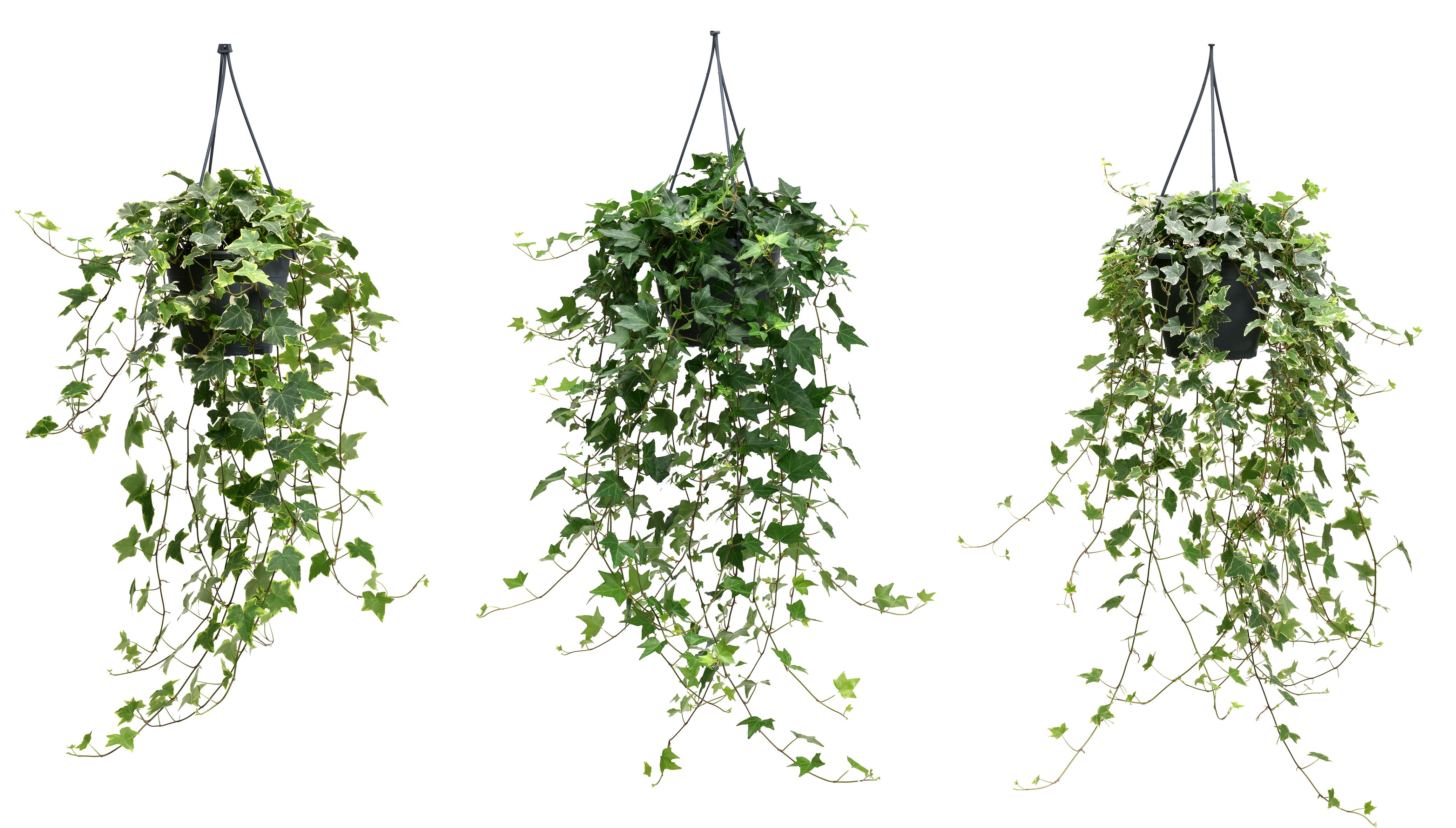 Hedera hel. gemischt Mix Ampel | OZ Planten