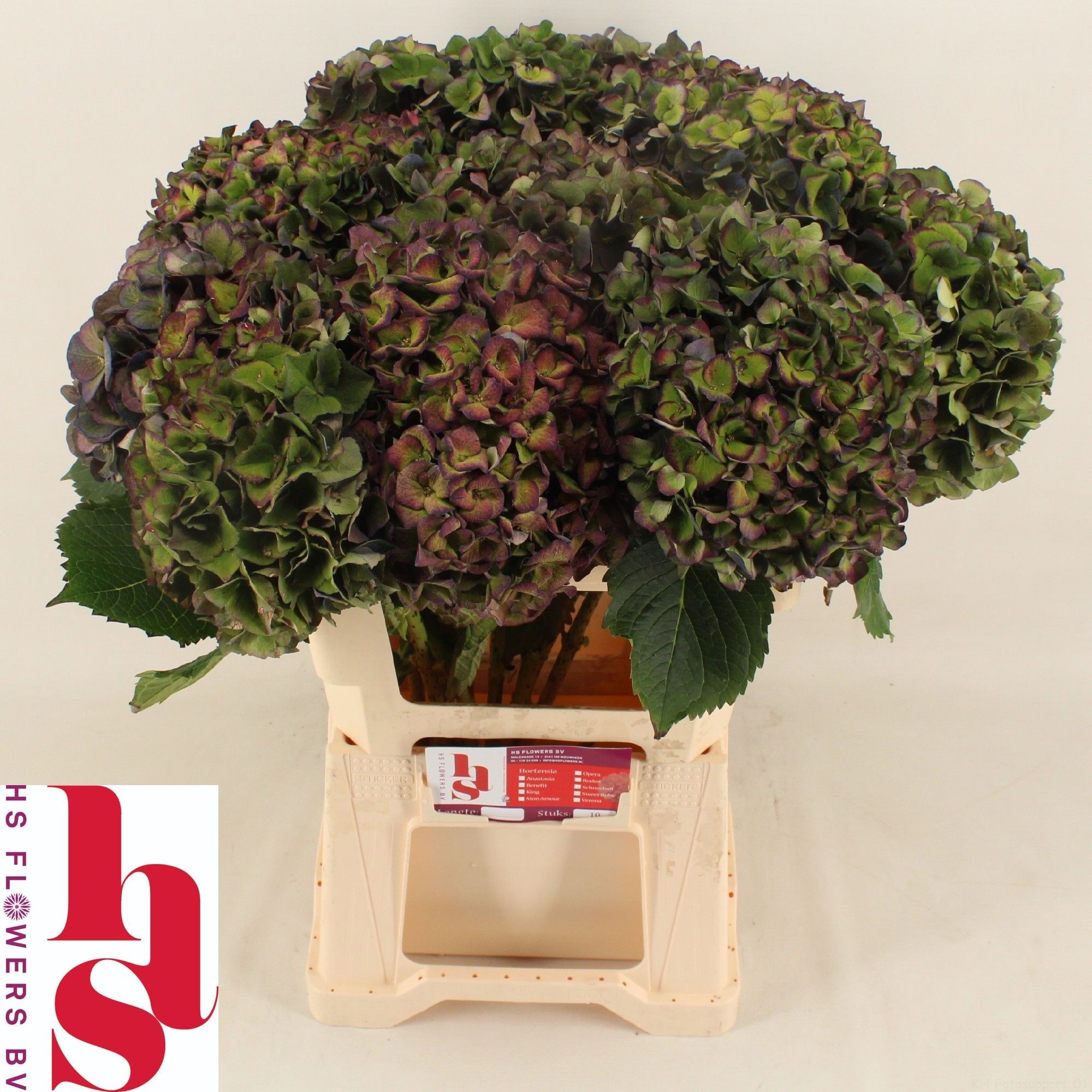 Hydrangea Chmln Mon Amour Classic 60cm 18Ø
