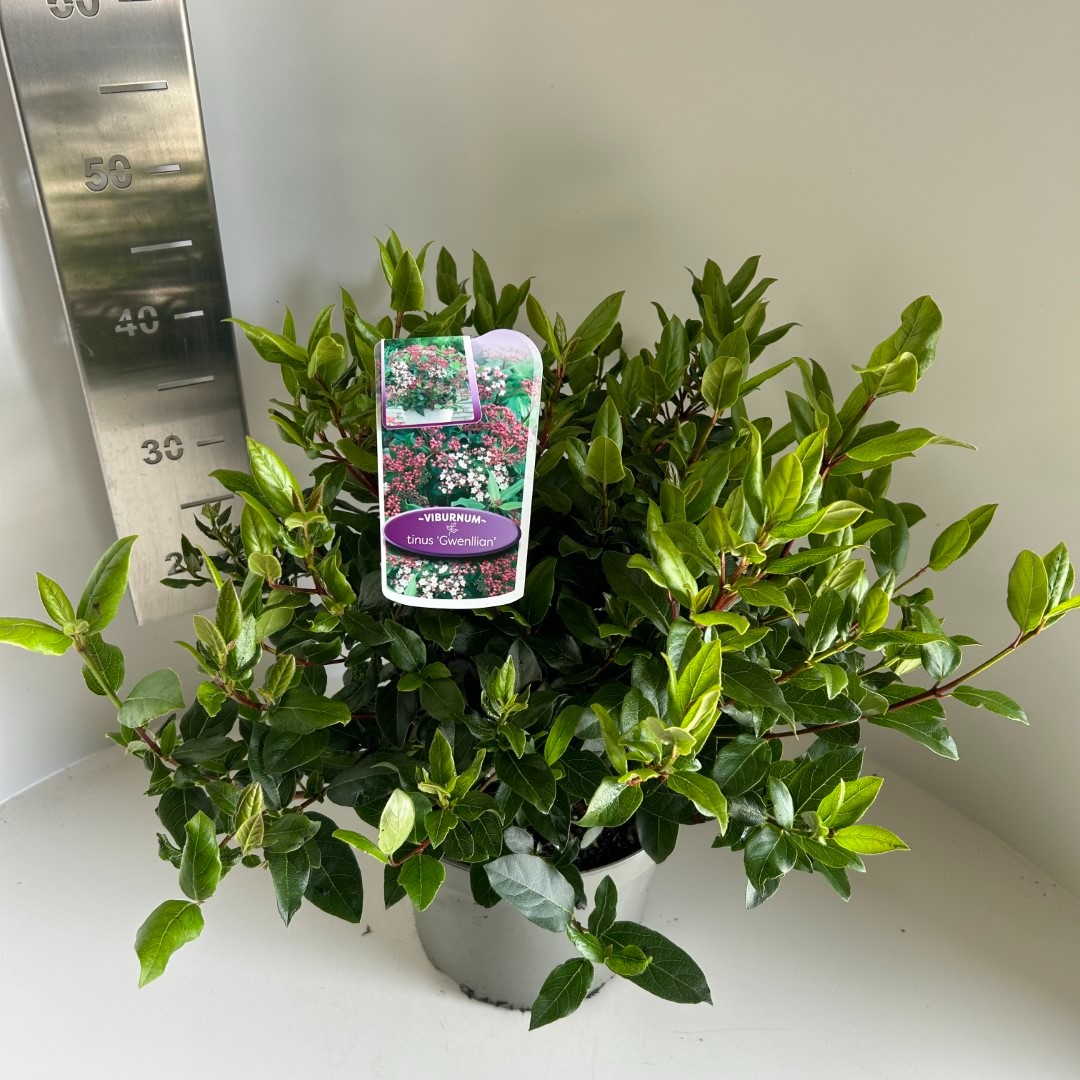 Picture of Viburnum tin. Gwenllian P23 (5 Ltr) (LOOSE)