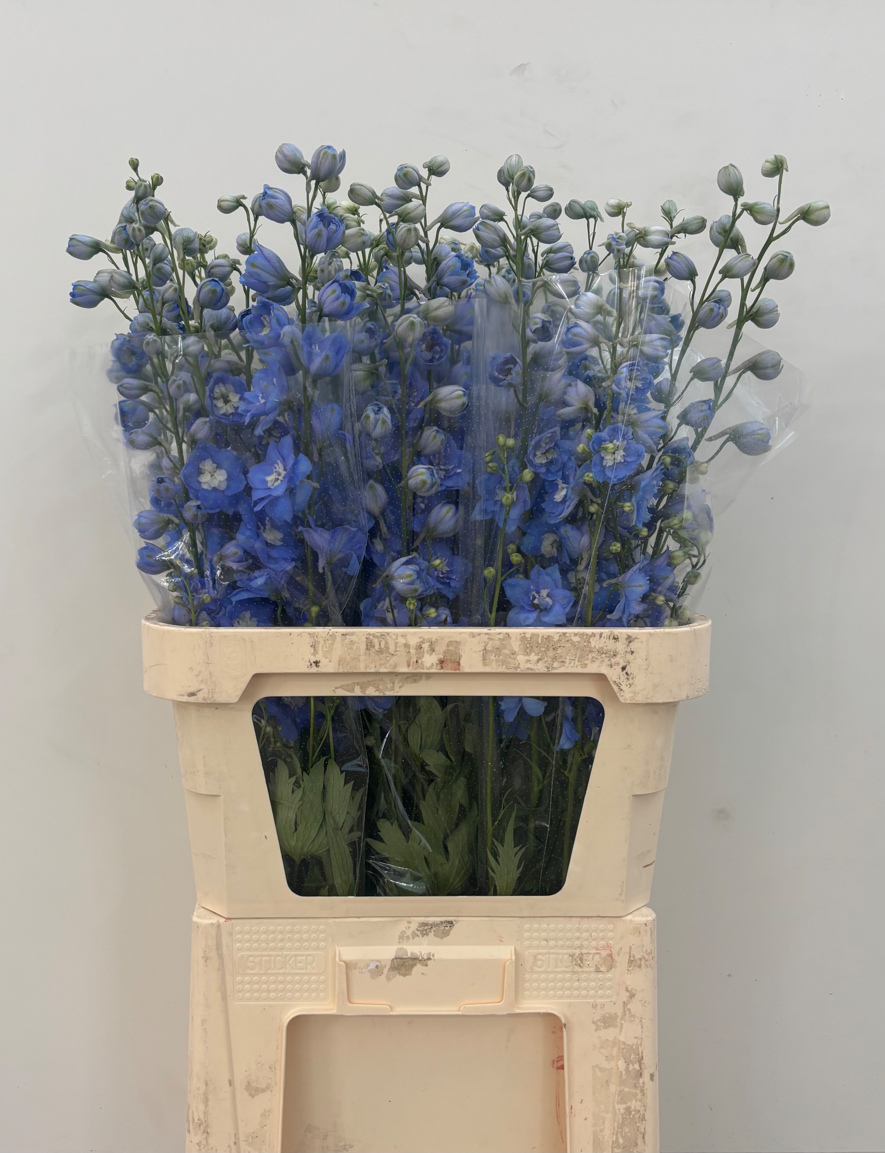 Delphinium Elatum Centurion Skyblue 90cm