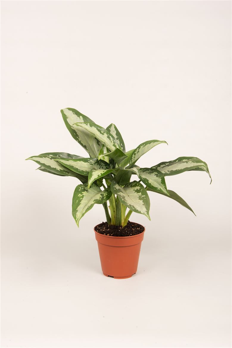 plant hanger hook Hanging Planter Wall Hook, Curved