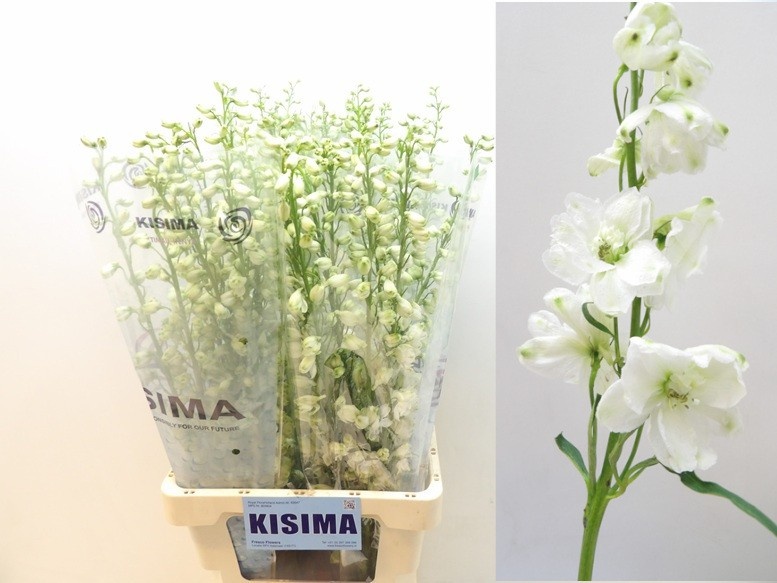 Delphinium Elatum Guard White 90cm