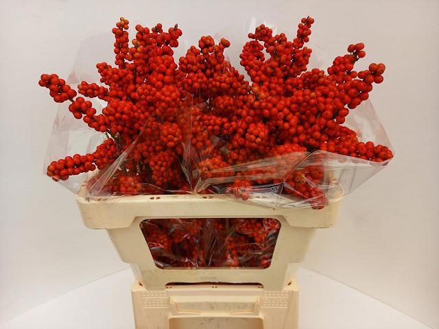 Ilex Bes Brit Buys 60cm