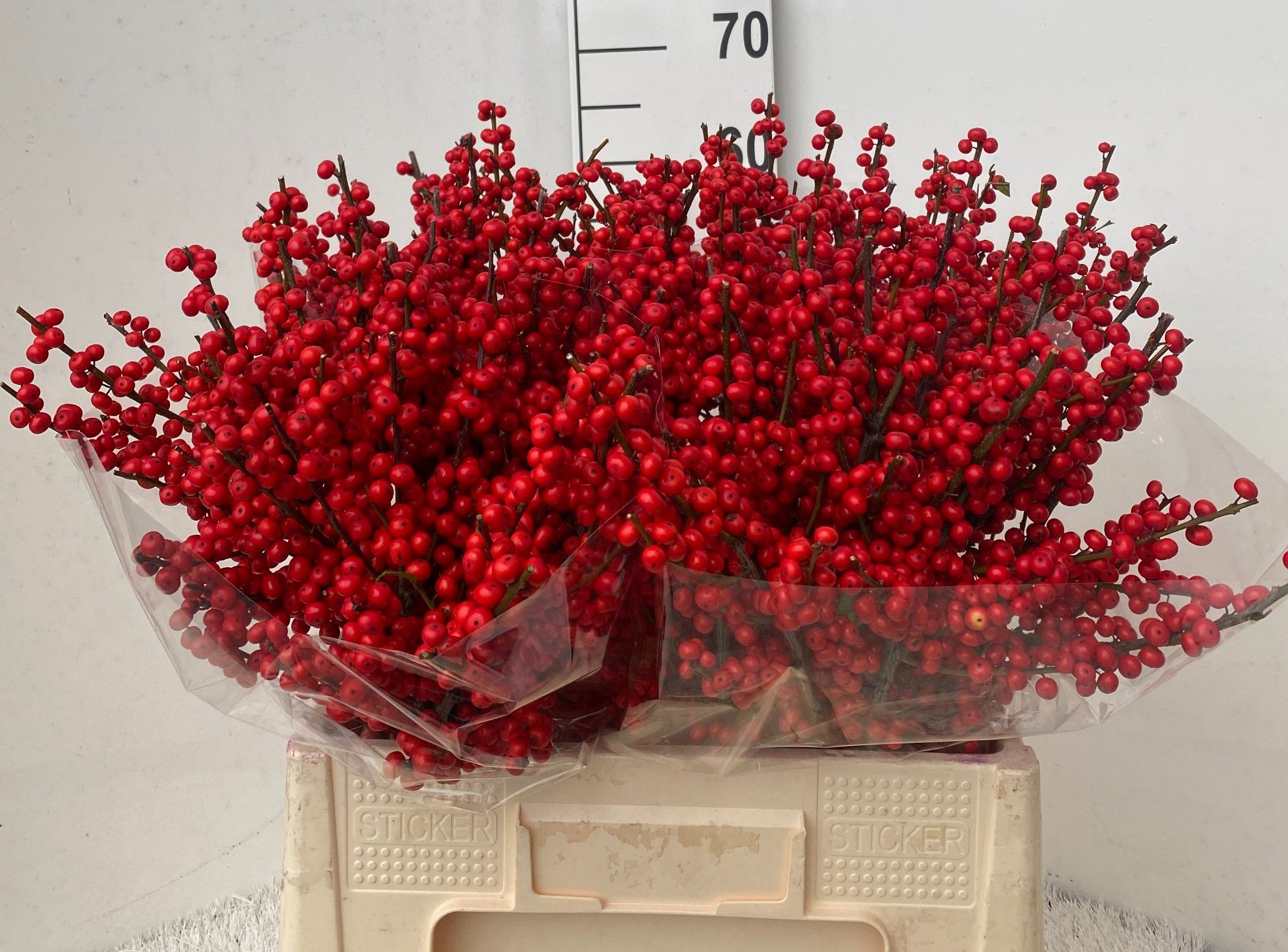 Ilex Verticlilata 60cm