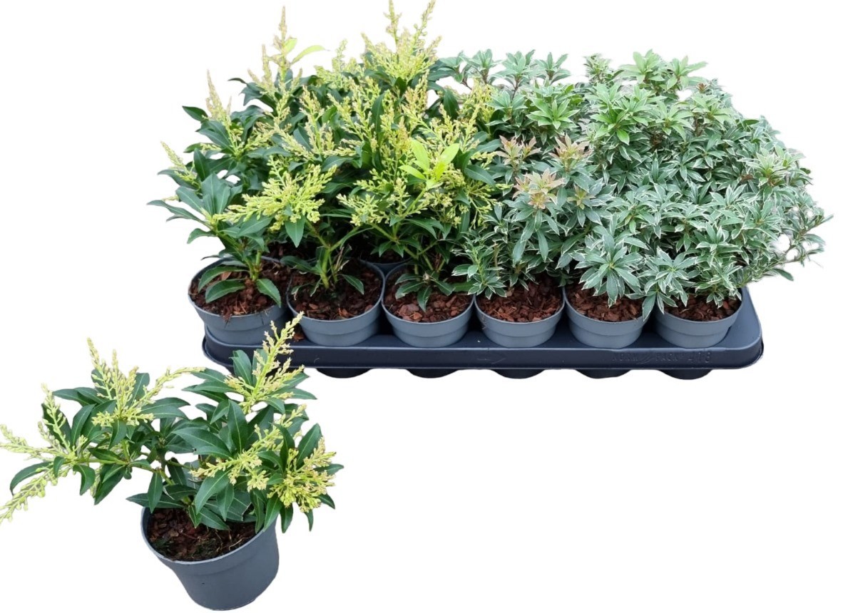 Pieris in cultivars