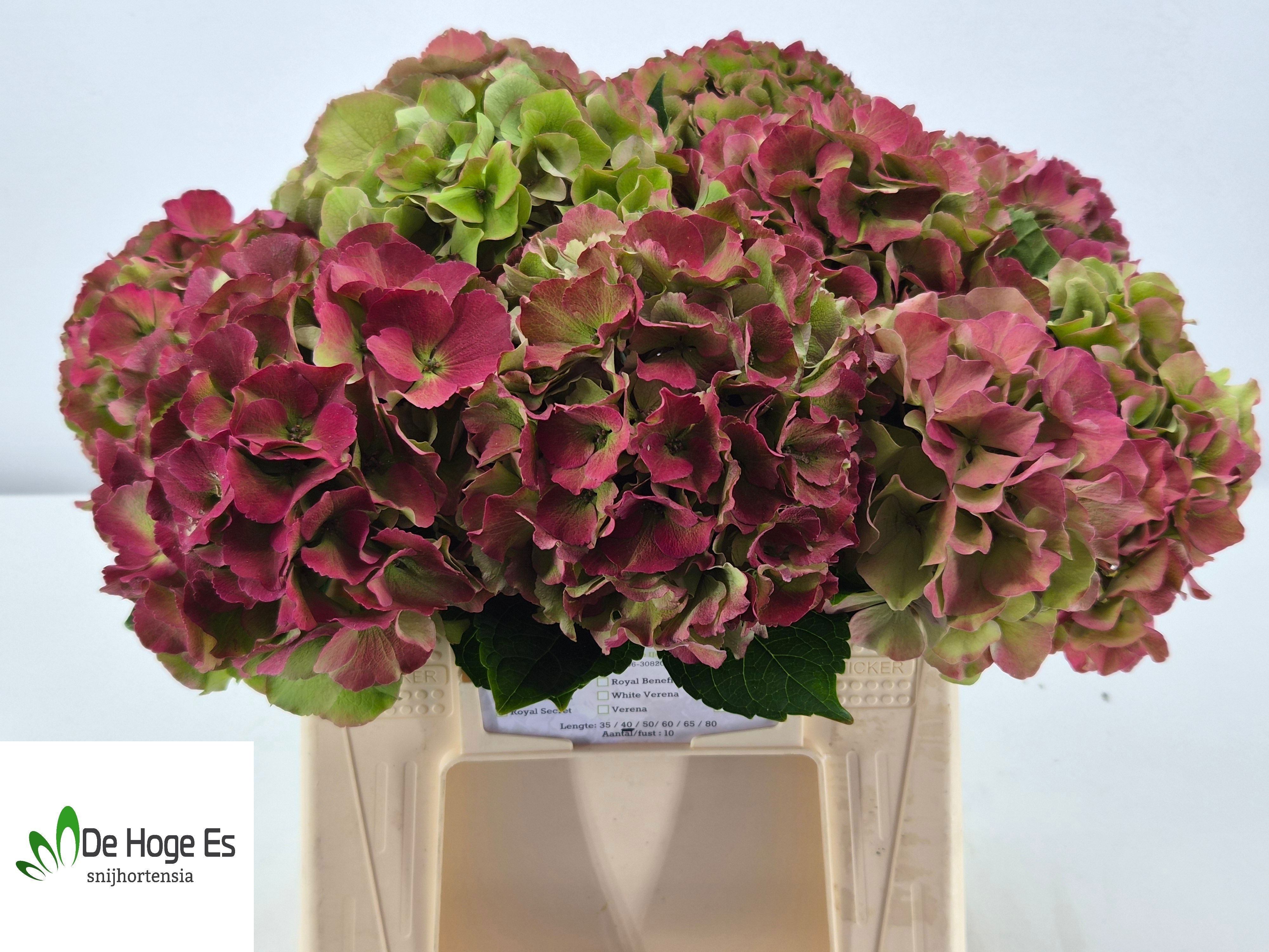 Hydrangea Royal Palace Classic 40cm 18Ø