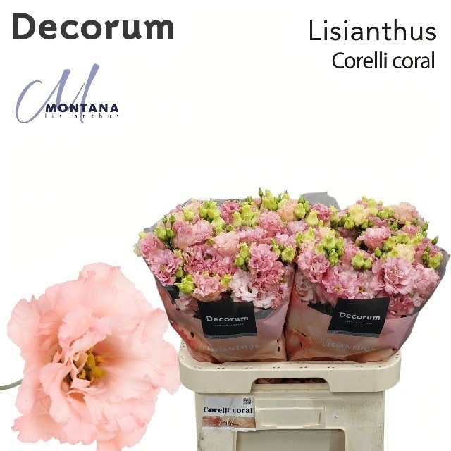 Lisianthus Double Corelli Coral 70cm
