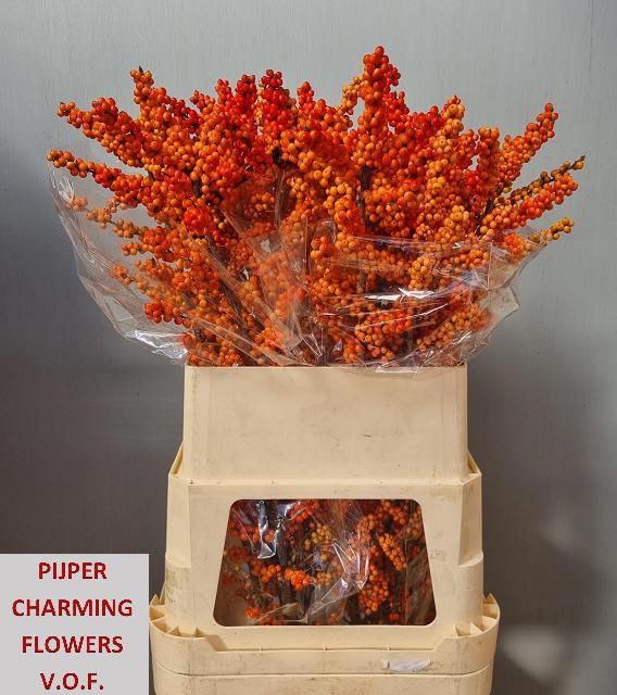 Ilex Winter Gold 120cm