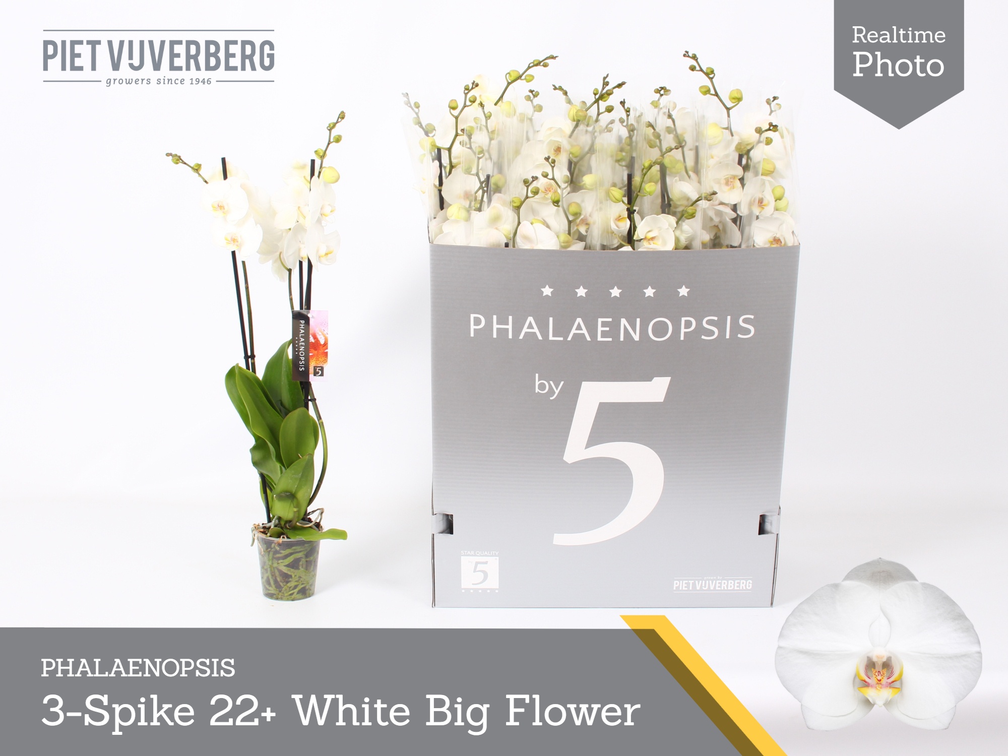 Phalaenopsis White 2 Stem 12Ø 70cm