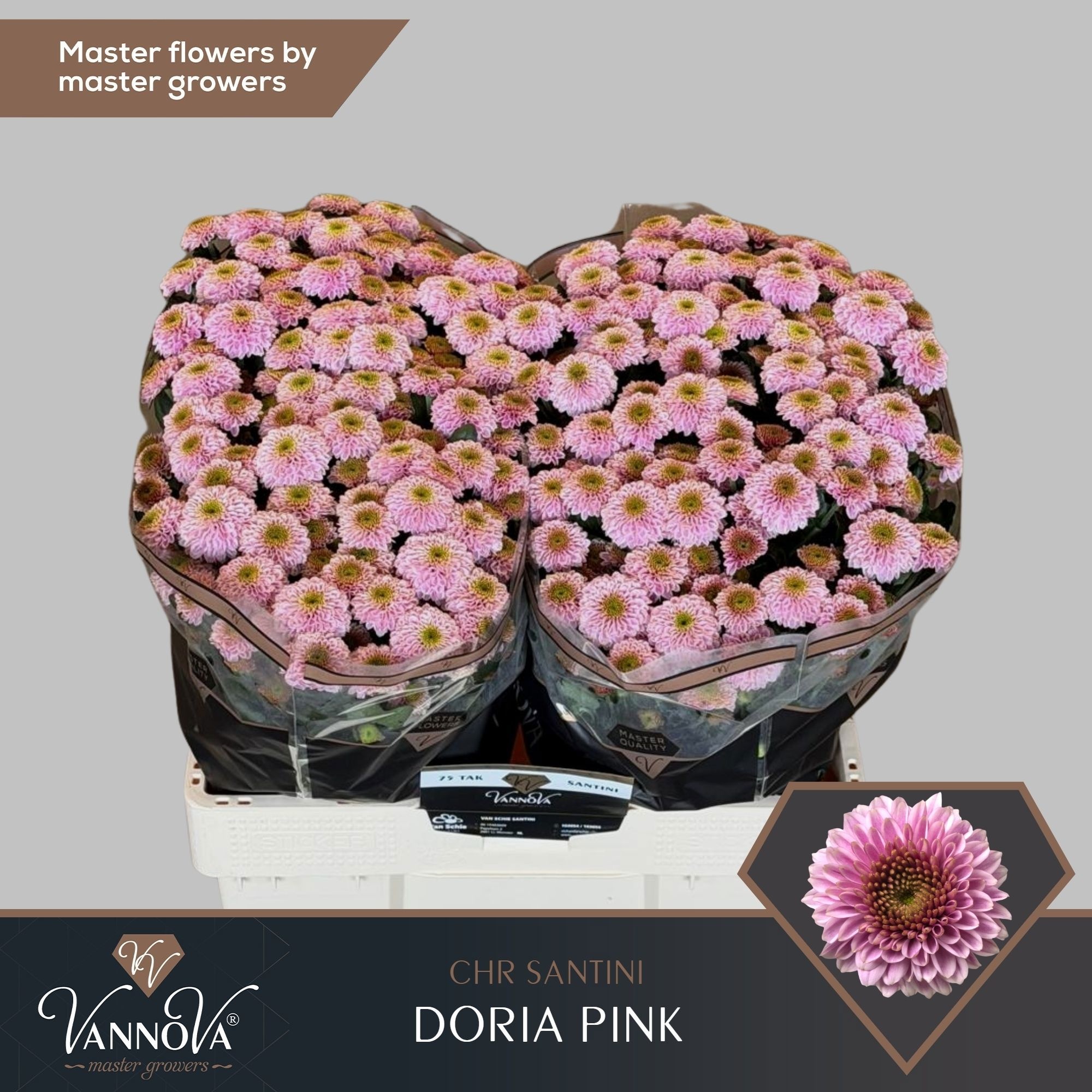 Chrys Santini Doria Pink 55cm 160Ø