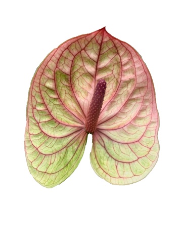 Anthurium Kaseko Cl 7Ø