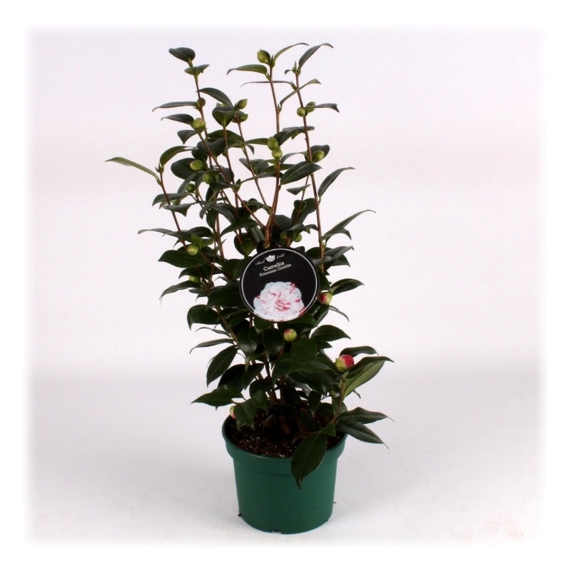 Camellia Bicolor