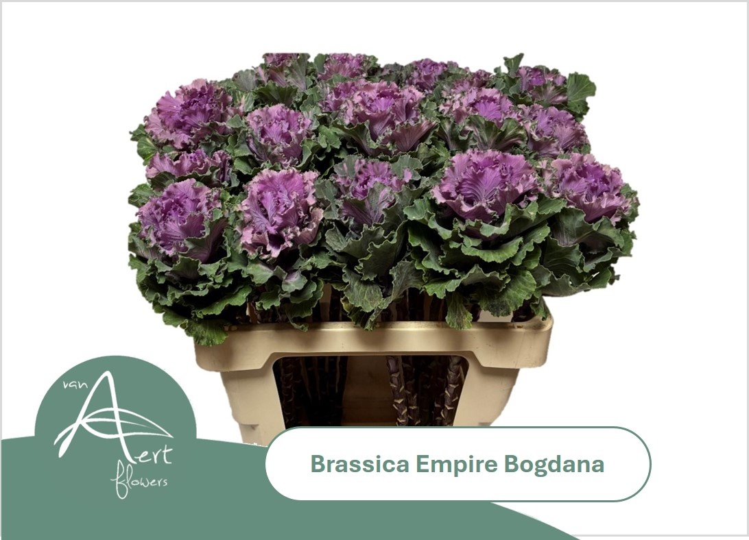 Brassica Bogdana 60cm
