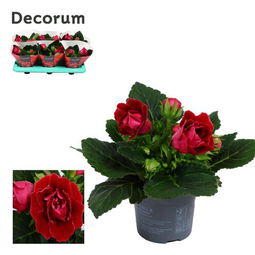 Gloxinia sonata red p13 Have