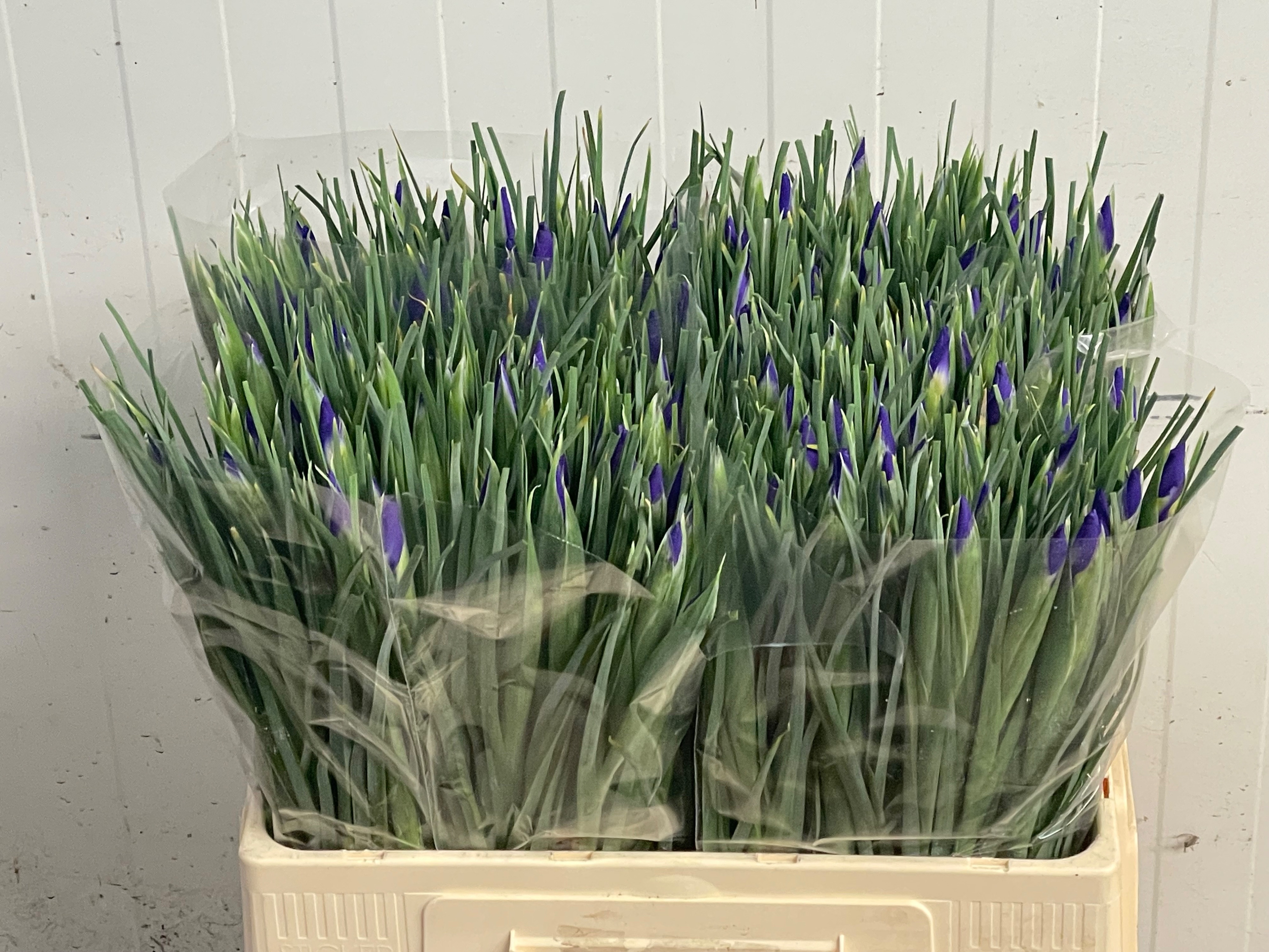 Iris Blue Magic 60cm