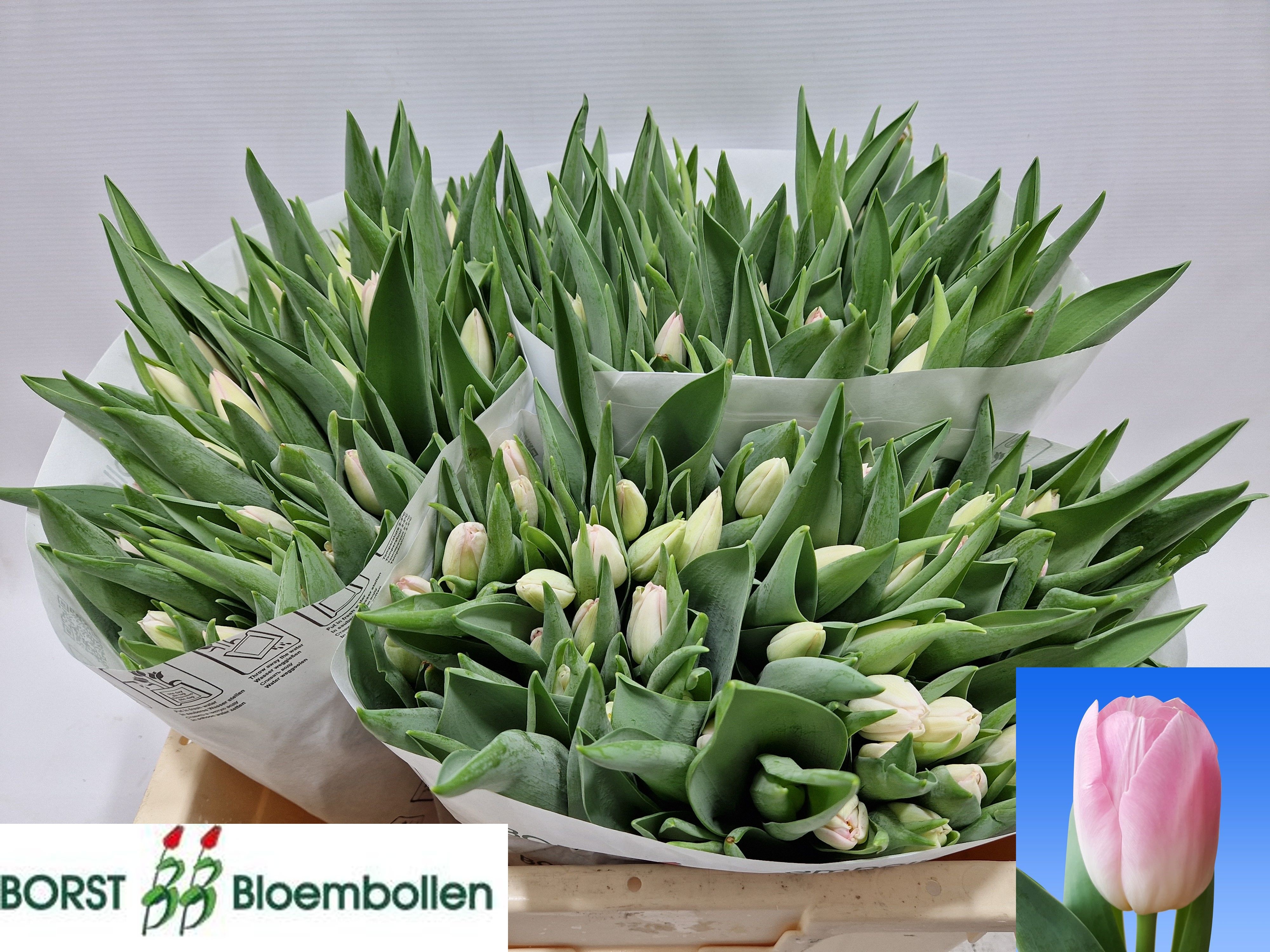Tulipa Dynasty 36cm 32gram