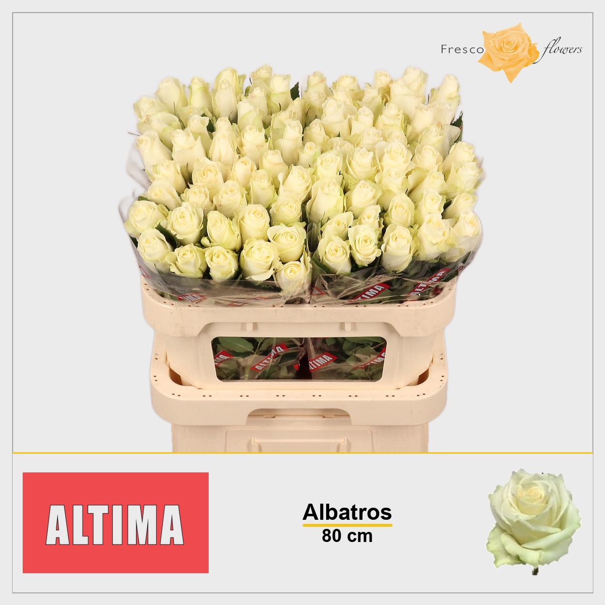 Rosa Albatros 80cm