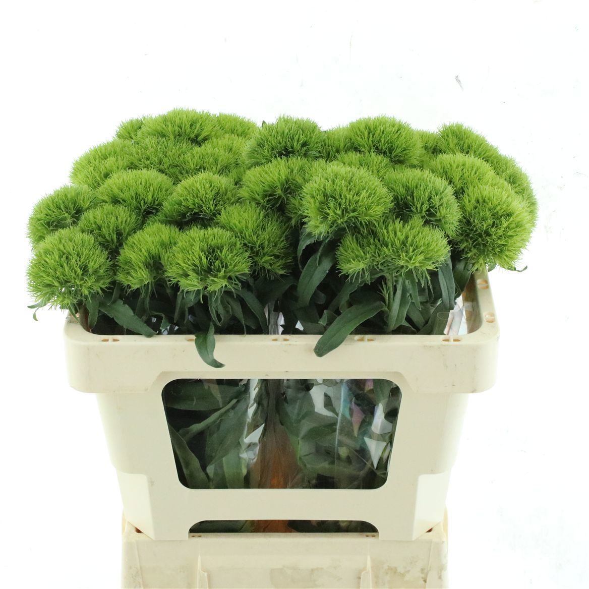 Dianthus Barb Kiwi Mellow 50cm
