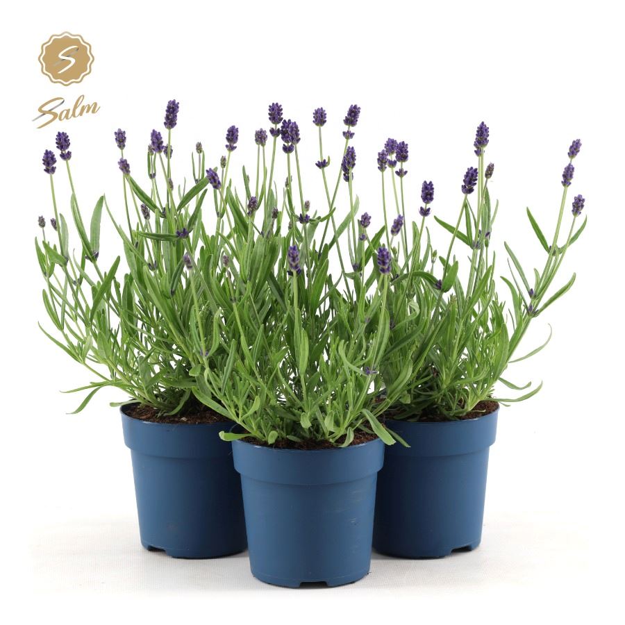 Picture of Lavandula ang. 'Felice'® Collection P10,5