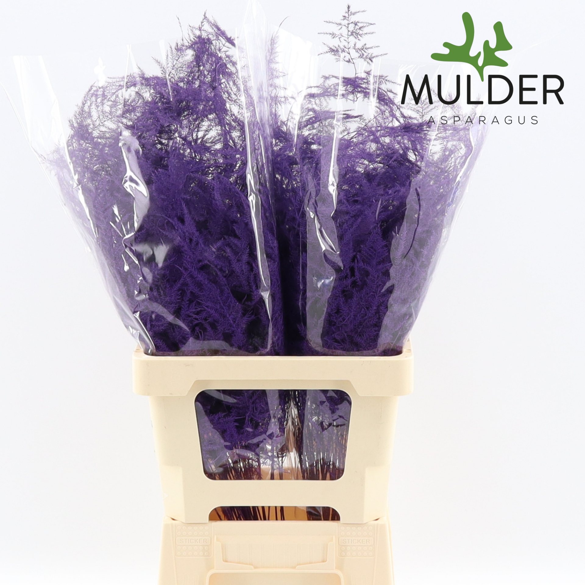 Asp S Klb H% Extra Veren Purple
