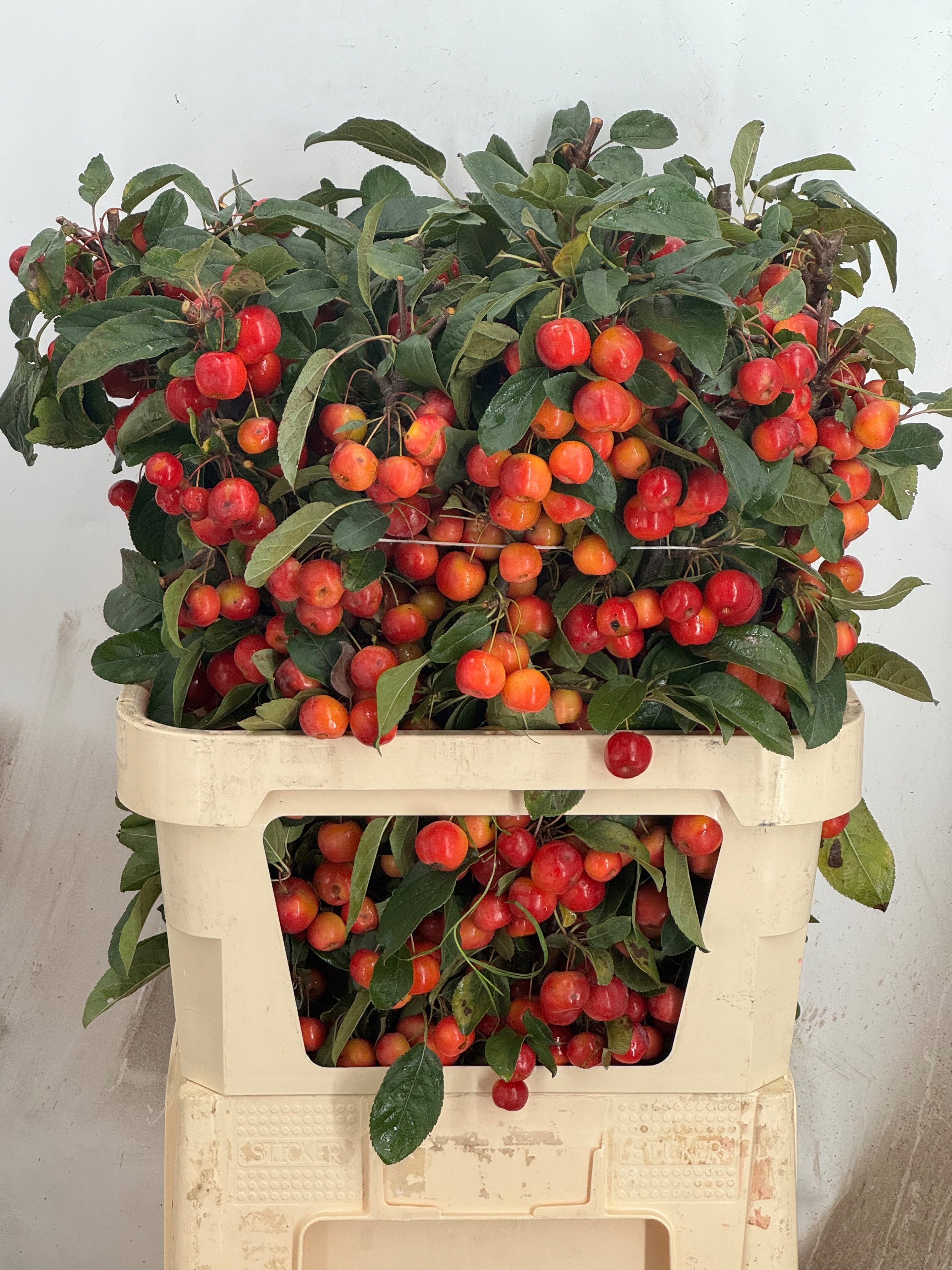 Malus Red Sentinel