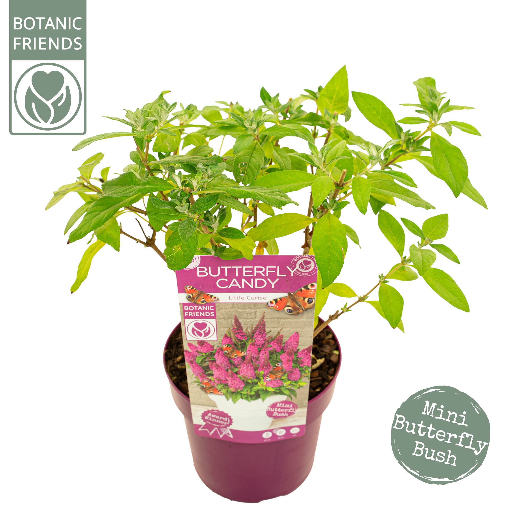 Buddleja Butterfly Candy Little Cerise