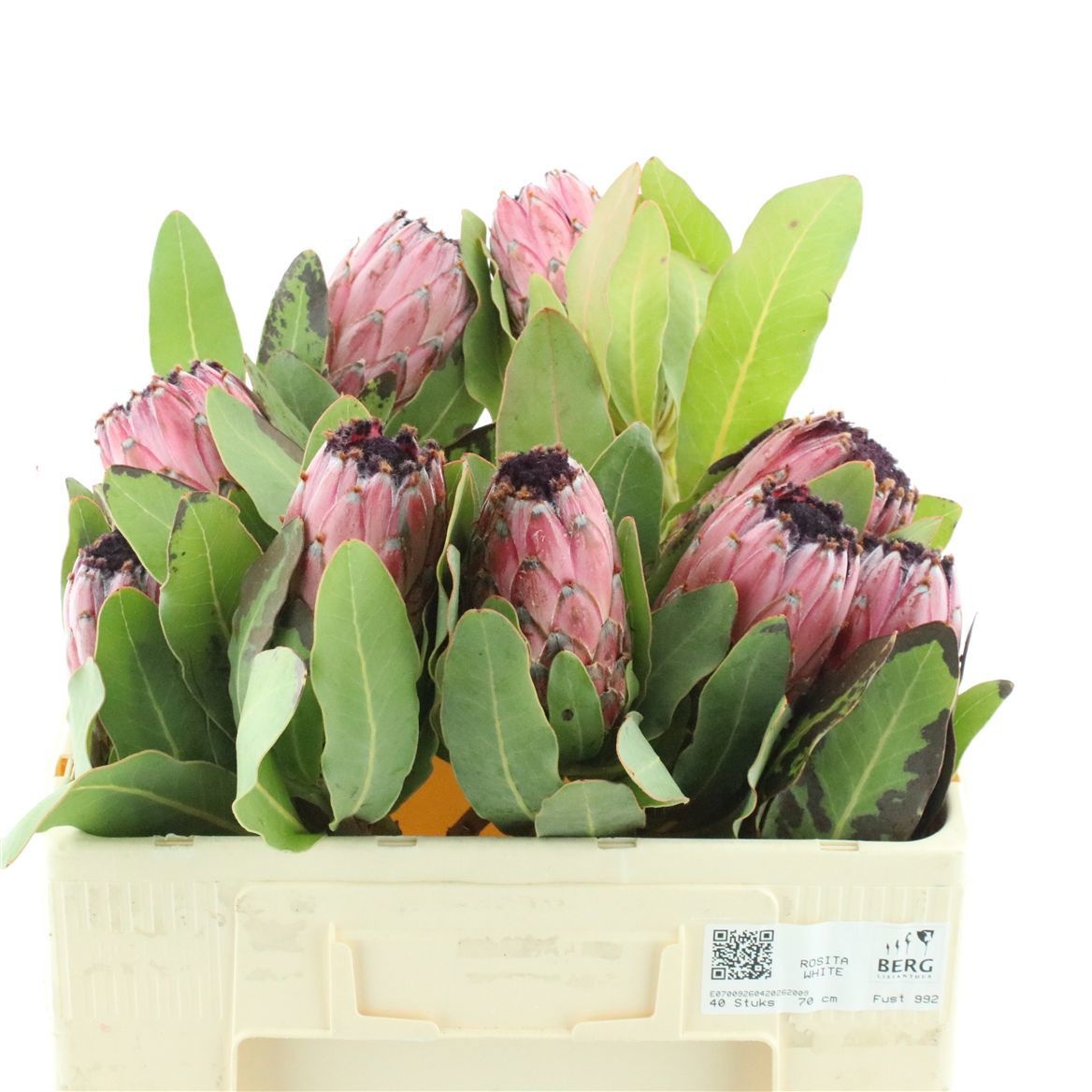 Protea M Mount Queen 50cm