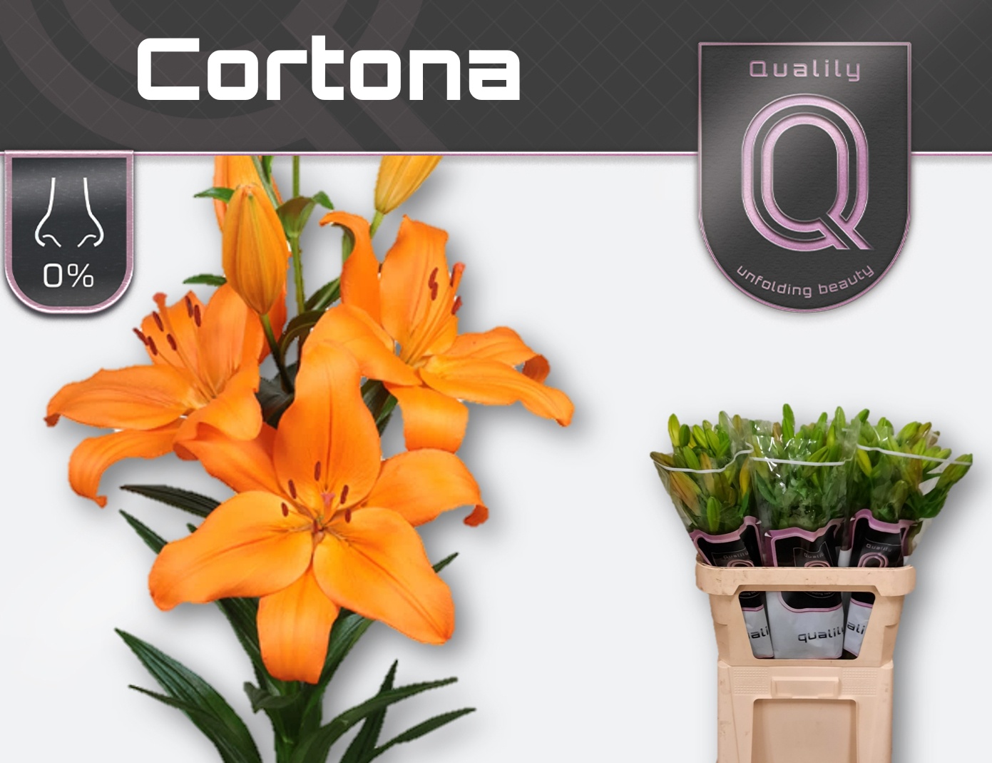 Li La Cortona 75L.cm 25+knop 23bloei