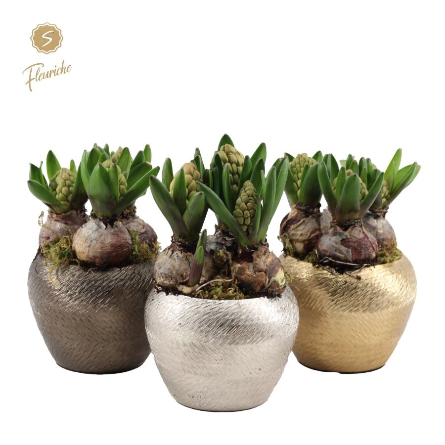 Picture of (3344) Hyacint Gold, silver, bronze [L] 3PP Moss P12 20CM