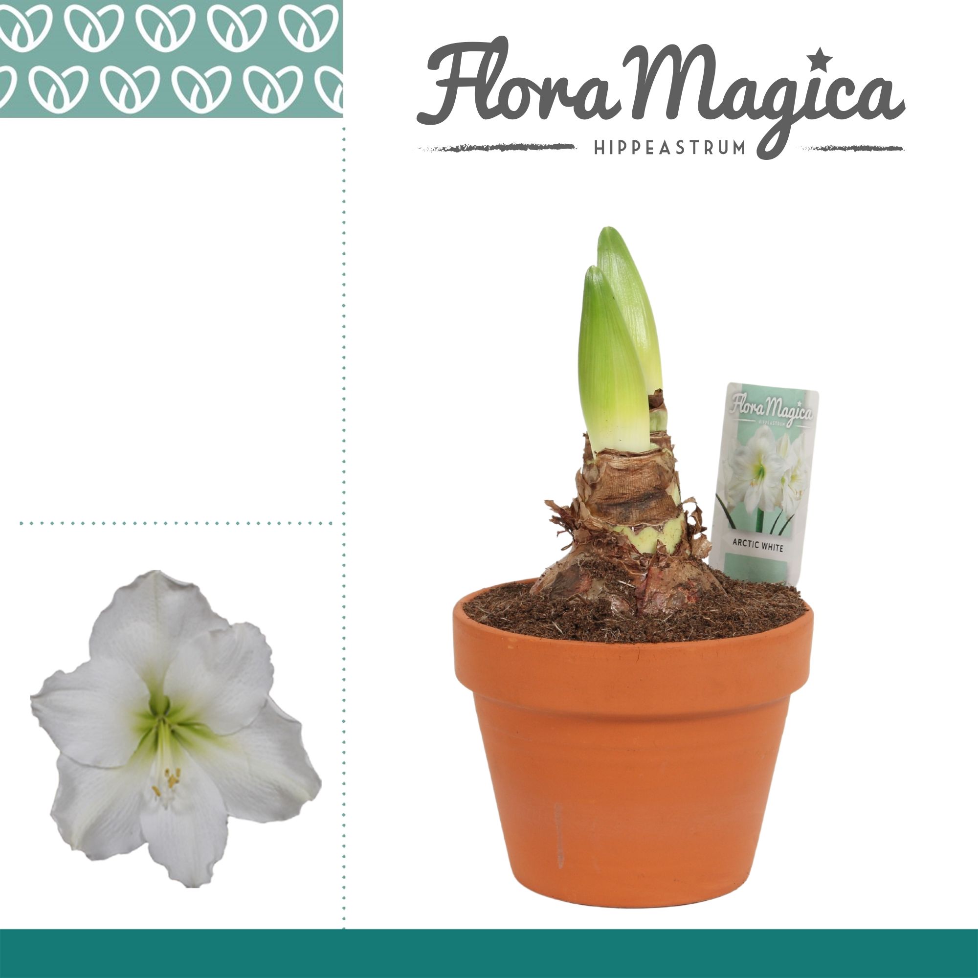 Amaryllis Arctic White 2 stems. Terra pot