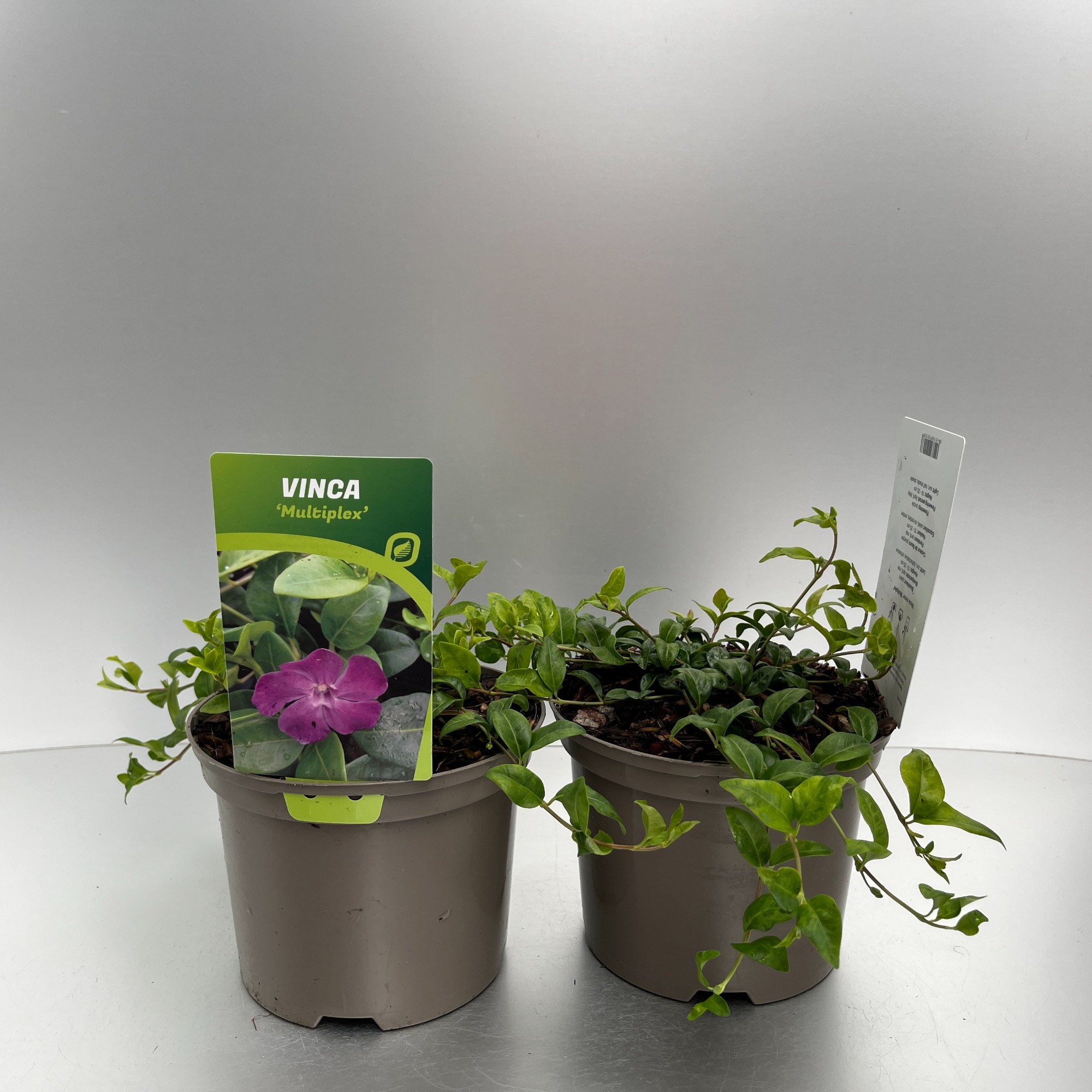 Picture of Vinca minor Multiplex P17 (2 Ltr)