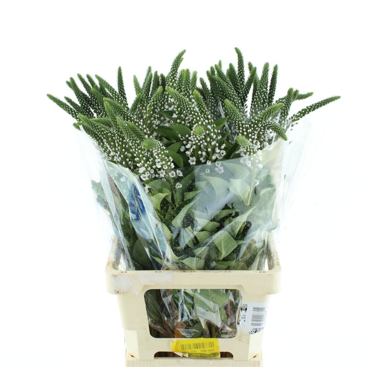 Lysimachia Clethroides 70cm