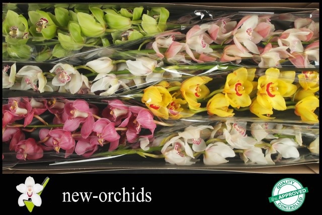 Cymbidium Asst 13bl