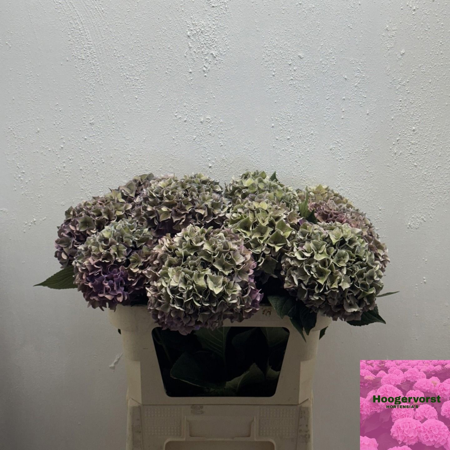Hydrangea Rodeo Classic Pink 80cm 20Ø