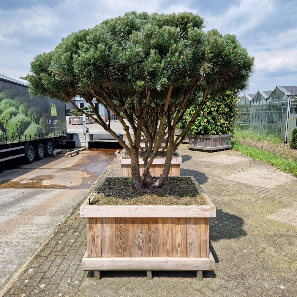 Picture of Pinus sylvestris Watereri 110 x 110 150/175