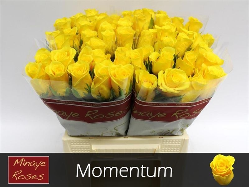 R Gr Momentum+