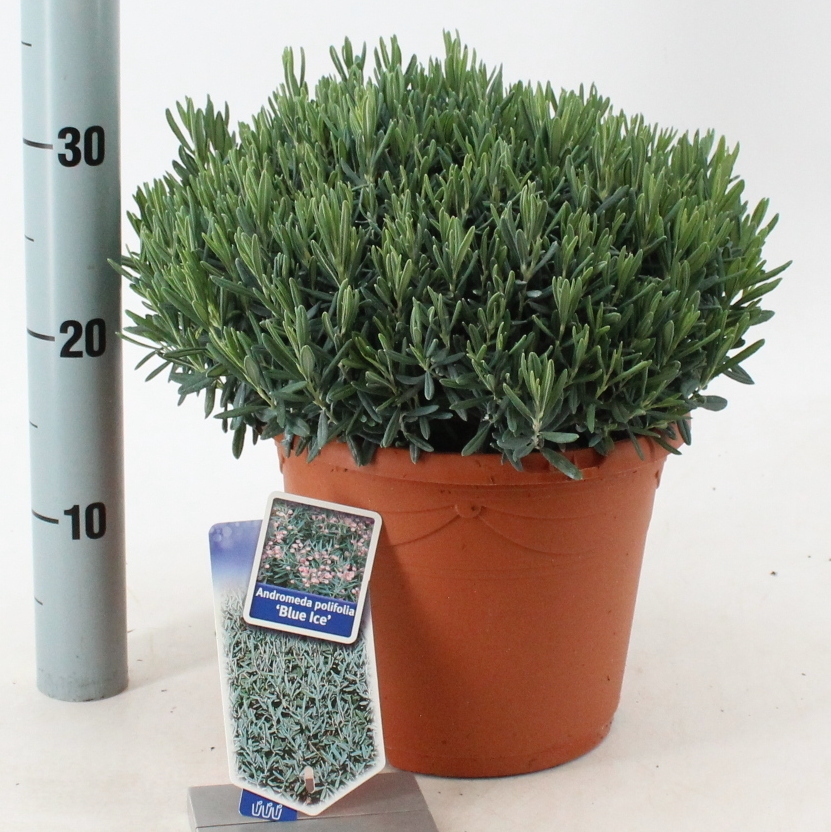 Picture of Andromeda polifolia Blue Ice P23 (5 Ltr)