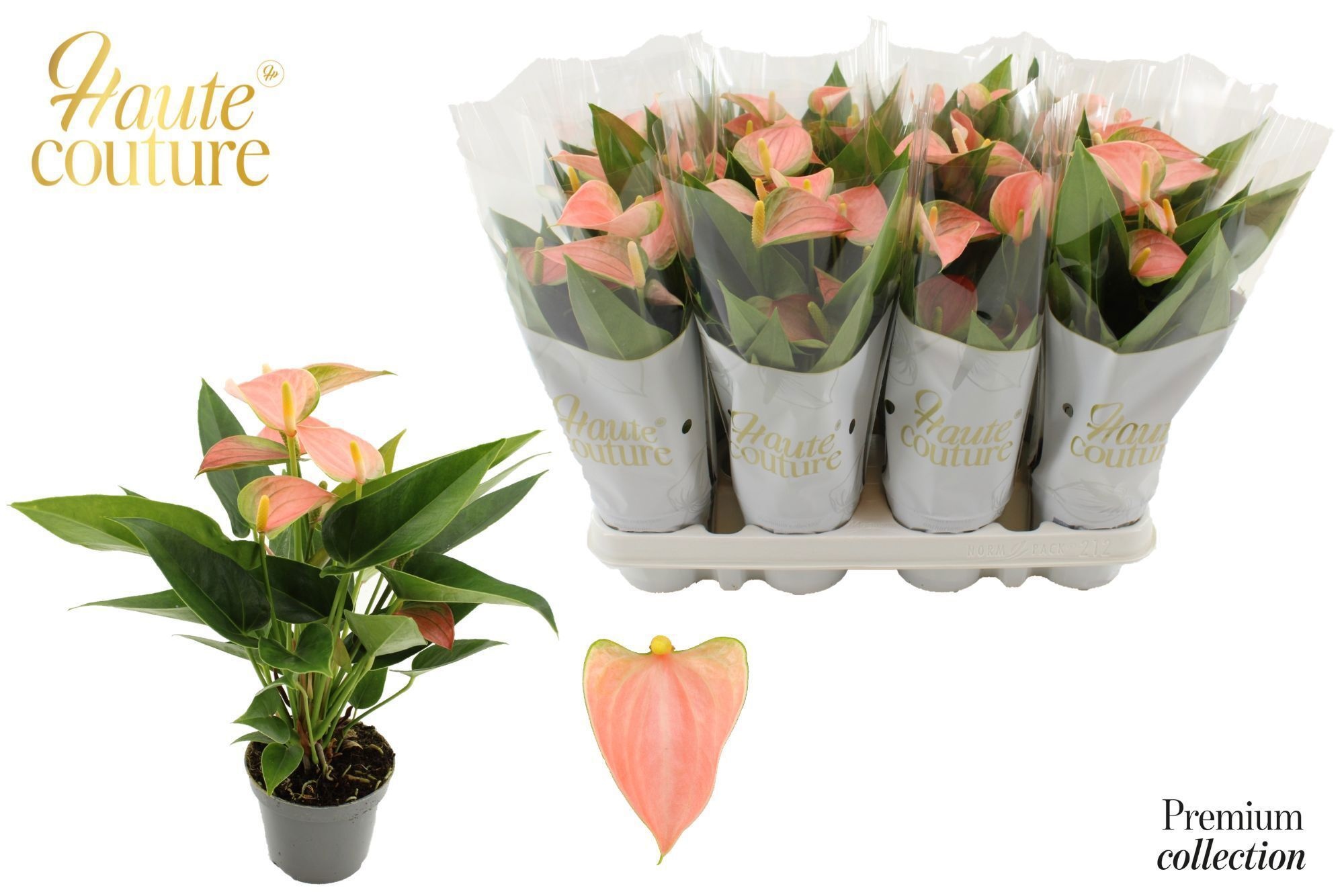 Anthurium 9 Cm Encanto In Haute Couture Sleeve