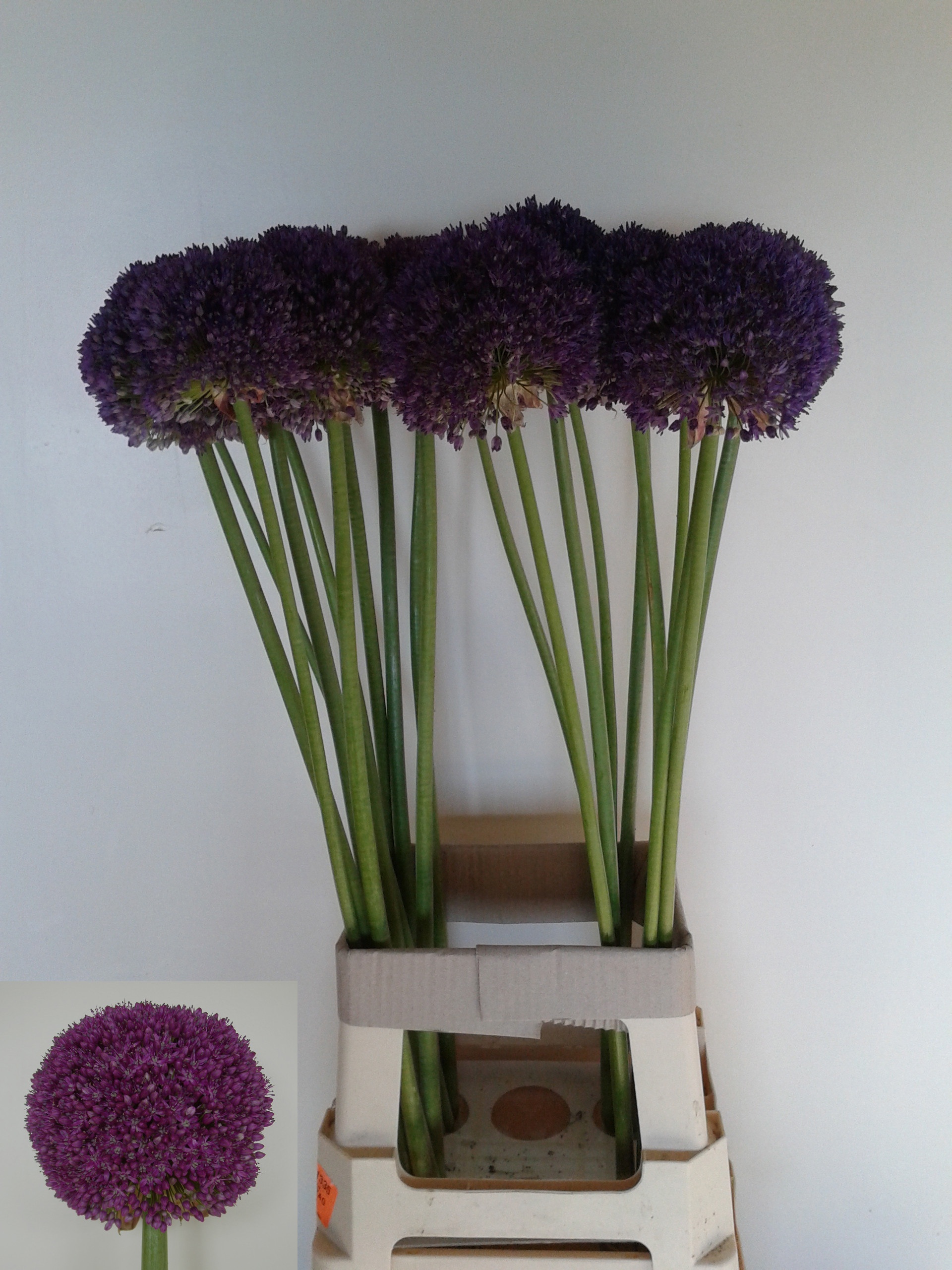Allium Ambassador 70cm